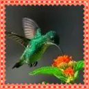 hummingbird
