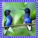 hummingbirds