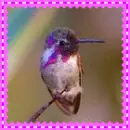 hummingbird