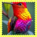 hummingbird