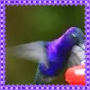 hummingbird