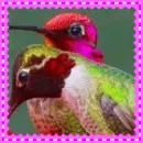 hummingbirds