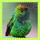 hummingbird