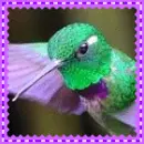 hummingbird