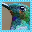 hummingbird