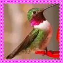 hummingbird