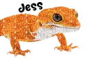 gecko for jessi