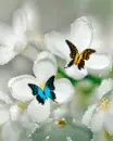 flowers and butterflies