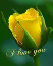 I love you