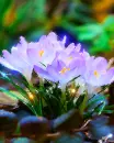 crocus