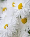 daisies