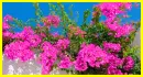 bougainvillea