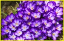 crocus