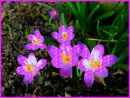 crocus
