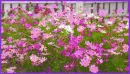 pink flowers