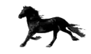 Friesian