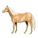 pony