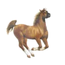Arabian horse