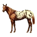 Appaloosa