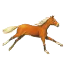 pony galloping