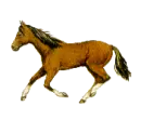 pony