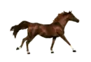 Arabian