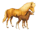 mama and foal