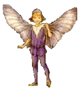 fairy