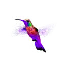 hummingbird
