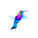 hummingbird
