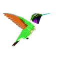 hummingbird