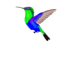 hummingbird