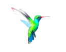 hummingbird