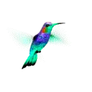 hummingbird