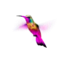 hummingbird