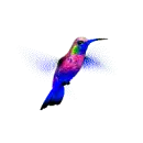 hummingbird