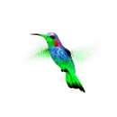 hummingbird