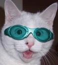Crazy Cat