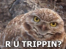 r u trippin?