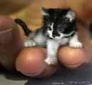 mini kitten