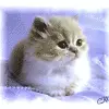 Sweet kitty