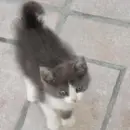 grey cat