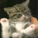 grey cat