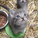 grey cat
