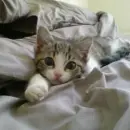 grey cat