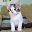 mix cat