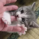 grey cat