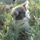grey cat