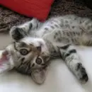 grey cat
