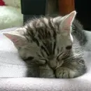 grey cat
